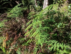 Histiopteris