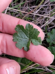 Sidalcea sparsifolia