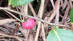 Glochidion littorale