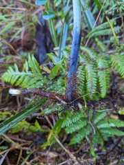 Histiopteris