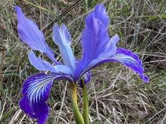 Iris douglasiana