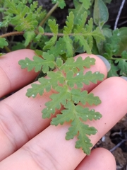 Phacelia distans