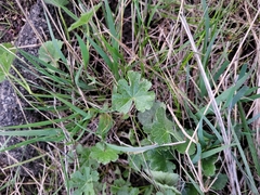 Sidalcea sparsifolia