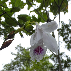 Sobralia rosea