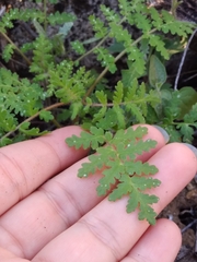 Phacelia distans