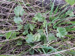 Sidalcea sparsifolia