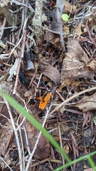 Hecatesia fenestrata