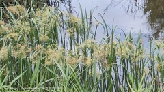 Cyperus articulatus