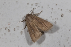 Mythimna congrua