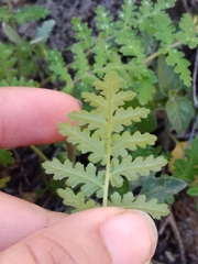 Phacelia distans