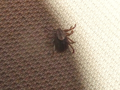 Dermacentor occidentalis