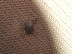 Dermacentor occidentalis