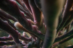 Callyspongia