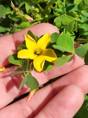 Oxalis californica