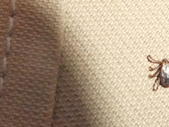 Dermacentor occidentalis