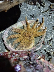 Pycnopodia helianthoides