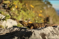 Sceloporus formosus