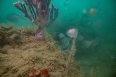 Callyspongia