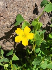 Oxalis californica