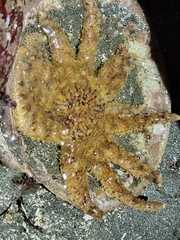 Pycnopodia helianthoides