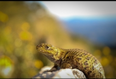 Sceloporus formosus