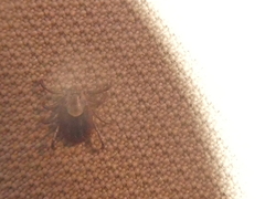 Dermacentor occidentalis