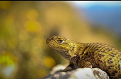 Sceloporus formosus