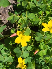 Oxalis californica
