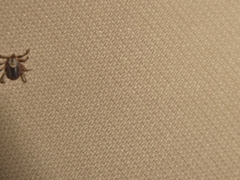 Dermacentor occidentalis