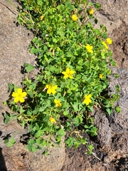 Oxalis californica