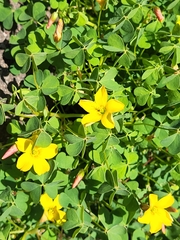 Oxalis californica