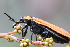 Rhinotia haemoptera