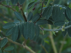 Tephrosia grandiflora