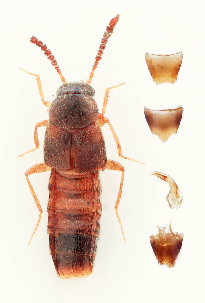 Phymatura blanchardi