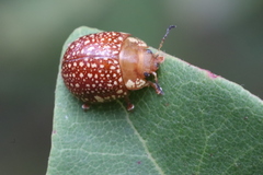 Paropsis ornata