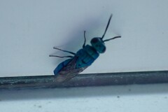 Caenochrysis