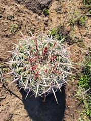 Ferocactus viridescens