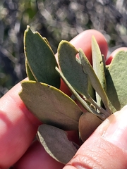 Simmondsia chinensis