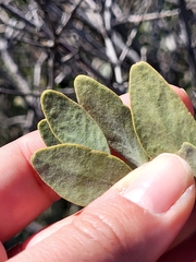 Simmondsia chinensis