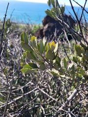 Simmondsia chinensis