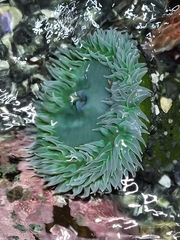 Anthopleura xanthogrammica