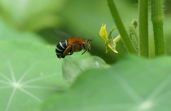 Amegilla cingulata