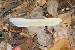 Ducula spilorrhoa