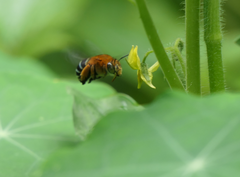 Amegilla cingulata