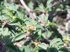 Euphorbia misera