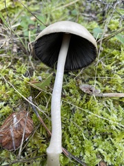 Coprinellus impatiens