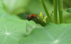 Amegilla cingulata