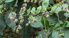 Trichodesma calycosum