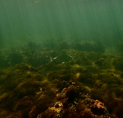 Acanthopagrus butcheri