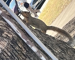 Sciurus niger
